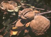 Tips To Identify Rotten Peach